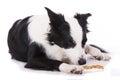 Young border collie chews a bone